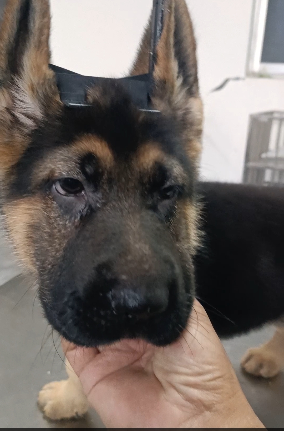 德国牧羊犬